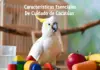 Cuidado de Cacatúas: Características Esenciales Características Esenciales De Cuidado de Cacatúas