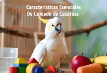 Cuidado de Cacatúas: Características Esenciales Características Esenciales De Cuidado de Cacatúas