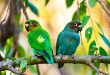 ¿Cuánto Viven Los Agapornis? Tiempo De Vida Cuánto Viven Los Agapornis