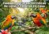 Cuidados Y Características De Loros Y Cotorras En Casa Cuidados Y Características De Loros Y Cotorras En Casa