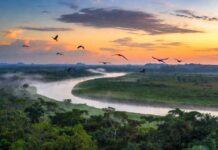 Dónde Está La Selva Amazónica Dónde Está La Selva Amazónica