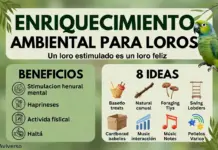 Enriquecimiento Ambiental Para Loros Guía Completa Enriquecimiento Ambiental Para Loros Guía Completa