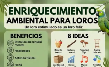 Enriquecimiento Ambiental Para Loros Guía Completa Enriquecimiento Ambiental Para Loros Guía Completa