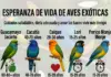 Esperanza de Vida de las Aves Exóticas Esperanza de Vida de las Aves Exóticas