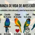 Esperanza de Vida de las Aves Exóticas