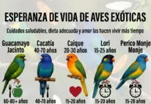 Esperanza de Vida de las Aves Exóticas Esperanza de Vida de las Aves Exóticas