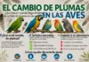 ¿Qué Hacer En El Tiempo De Cambio De Plumas En Las Aves? Qué hacer cuando llega el tiempo de cambio de plumas en las aves