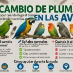 Qué hacer cuando llega el tiempo de cambio de plumas en las aves