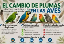 ¿Qué Hacer En El Tiempo De Cambio De Plumas En Las Aves? Qué hacer cuando llega el tiempo de cambio de plumas en las aves