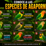conoce a las especies de agapornis