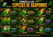 Especies de Agapornis: Guía Completa para Conocerlos conoce a las especies de agapornis