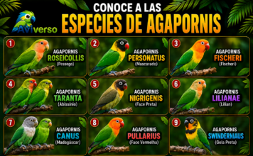Especies de Agapornis: Guía Completa para Conocerlos conoce a las especies de agapornis