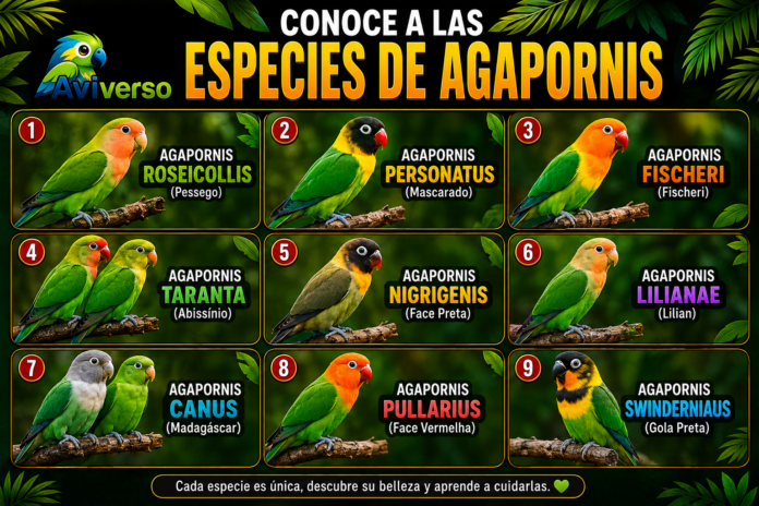conoce a las especies de agapornis