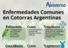 Enfermedades Comunes En Cotorras Argentinas enfermedades comuners en cotorras argentinas