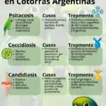 enfermedades comuners en cotorras argentinas