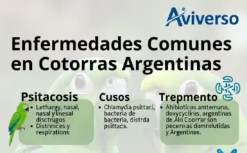 Enfermedades Comunes En Cotorras Argentinas enfermedades comuners en cotorras argentinas