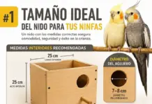 Tamaño Del Nido Para Tus Ninfas (Cacatúas): Con Medidas Exactas tamano idea del nido para tus ninfas cactuas