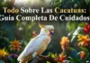 Todo Sobre Las Cacatúas: Guía Completa De Cuidados todo Sobre Las Cacatúas Guía Completa De Cuidados