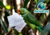 Documentos Legales Para Adoptar Y Criar Aves Exóticas