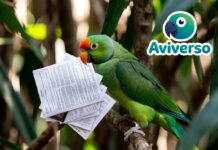Documentos Legales Para Adoptar Y Criar Aves Exóticas Documentos Legales Para Adoptar Y Criar Aves Exóticas