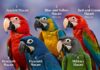 5 Guacamayos Más Bellos E Impresionantes Del Reino Animal Los 5 Guacamayos Más Bellos E Impresionantes Del Reino Animal 3 (2)