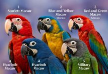 5 Guacamayos Más Bellos E Impresionantes Del Reino Animal Los 5 Guacamayos Más Bellos E Impresionantes Del Reino Animal 3 (2)