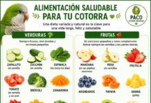 Nutre Su Vida Fortalece Su Felicidad Nutre su vida fortalece su felicidad es mucho más que un bonito lema. Es la base fundamental para que tu cotorra disfrute de una existencia plena, activa y llena de vitalidad.