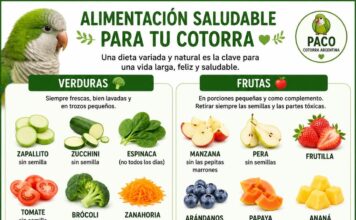 Nutre Su Vida Fortalece Su Felicidad Nutre su vida fortalece su felicidad es mucho más que un bonito lema. Es la base fundamental para que tu cotorra disfrute de una existencia plena, activa y llena de vitalidad.