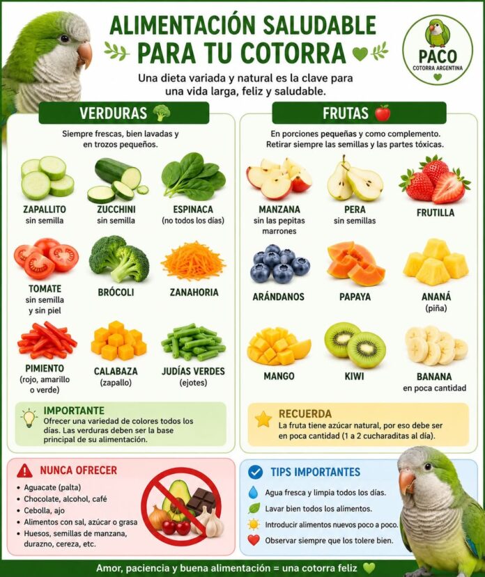 Nutre su vida fortalece su felicidad es mucho más que un bonito lema. Es la base fundamental para que tu cotorra disfrute de una existencia plena, activa y llena de vitalidad.