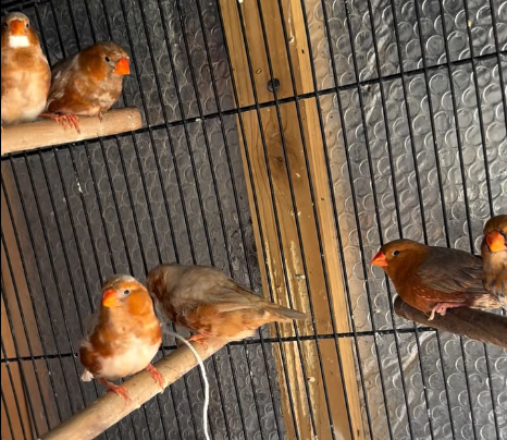 Por Qué Los Pinzones Juegan Con El Hilo finches 2 (1)
