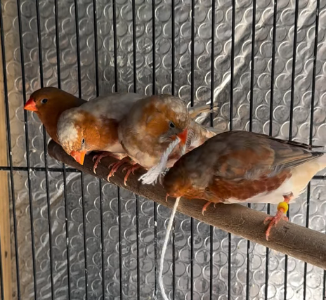 Por Qué Los Pinzones Juegan Con El Hilo finches 2 (2)