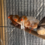 Por Qué Los Pinzones Juegan Con El Hilo finches 2 (3)