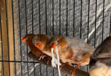 ¿Por Qué Los Pinzones Juegan Con El Hilo? Por Qué Los Pinzones Juegan Con El Hilo finches 2 (3)