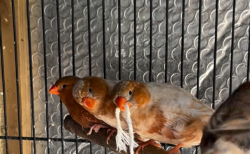¿Por Qué Los Pinzones Juegan Con El Hilo? Por Qué Los Pinzones Juegan Con El Hilo finches 2 (3)