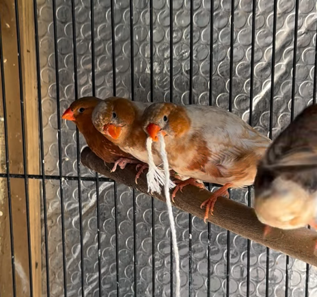 Por Qué Los Pinzones Juegan Con El Hilo finches 2 (3)
