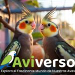 Precio de las Ninfas Todo lo Que Debes Saber
