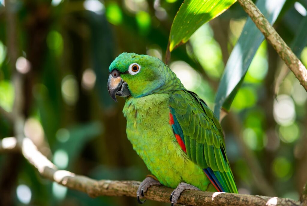 Qué Color Son La Mayoría De Los Loros Amazónicos 3
