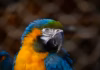 Veterinaria Para Aves Exóticas Todo Lo Que Necesitas Saber