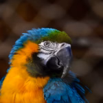 Veterinaria Para Aves Exóticas Todo Lo Que Necesitas Saber