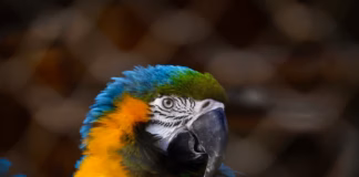 Veterinaria Para Aves Exóticas: Todo Lo Que Necesitas Saber Veterinaria Para Aves Exóticas Todo Lo Que Necesitas Saber