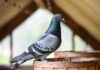 Cómo Entrenaban A Las Palomas Mensajeras En El Pasado