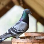 Cómo Entrenaban A Las Palomas Mensajeras En El Pasado