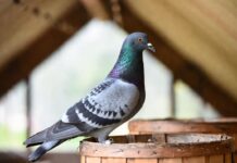 Cómo Entrenaban A Las Palomas Mensajeras En El Pasado Cómo Entrenaban A Las Palomas Mensajeras En El Pasado