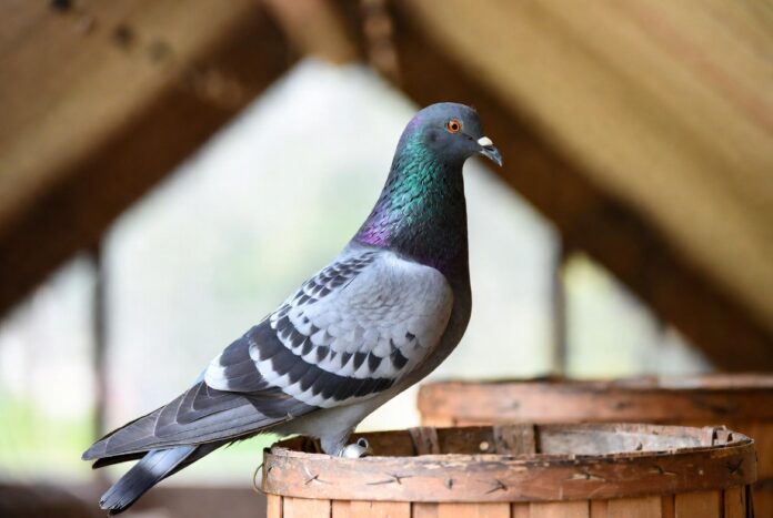 Cómo Entrenaban A Las Palomas Mensajeras En El Pasado