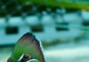 Exotic Ave Todo lo que Debes Saber sobre las Aves Exóticas