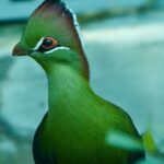 Exotic Ave Todo lo que Debes Saber sobre las Aves Exóticas