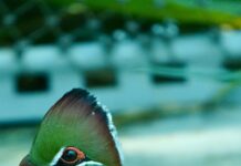 Exotic Ave: Todo lo que Debes Saber sobre las Aves Exóticas Exotic Ave Todo lo que Debes Saber sobre las Aves Exóticas