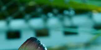 Exotic Ave Todo lo que Debes Saber sobre las Aves Exóticas