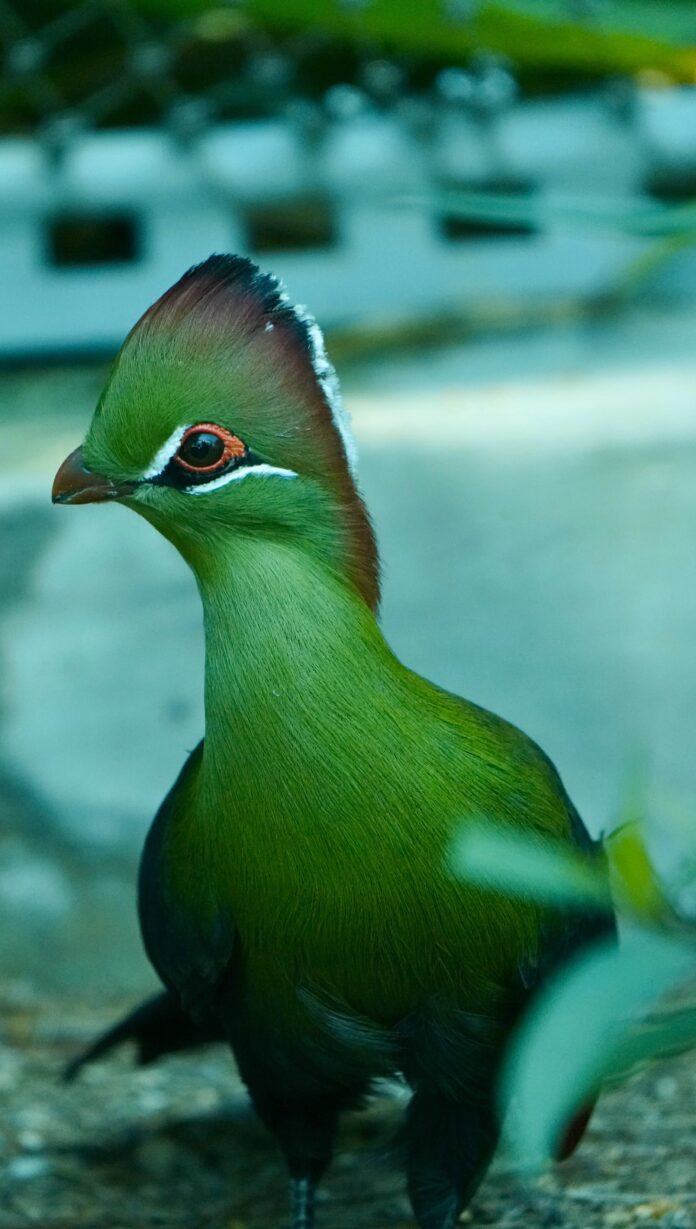 Exotic Ave Todo lo que Debes Saber sobre las Aves Exóticas