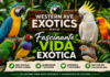 Fascinante Vida Exótica Western Ave Exotics Ohio Fascinante Vida Exótica Western Ave Exotics Ohio